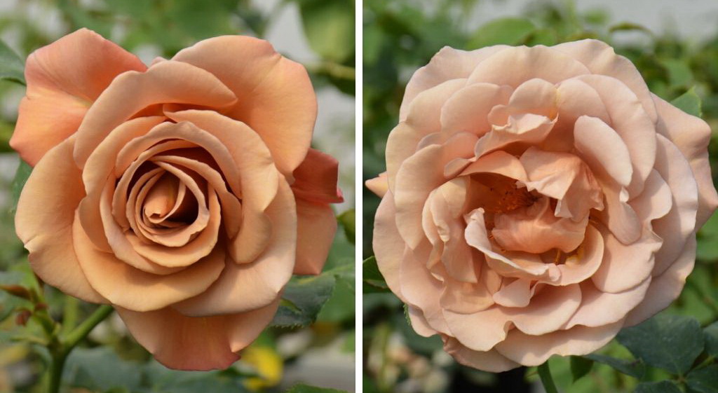 Роза флорибунда `Koko Loko`.jpg